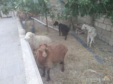 Gəmiricilər: Satlır