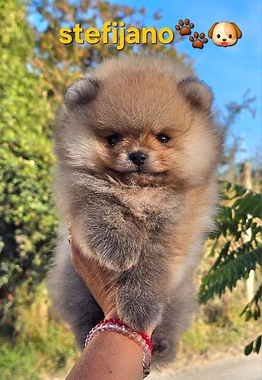 turski psi: Pomeranac Boo. Čistokrvni štenci pomeranca,vrhunskog porekla — 2
