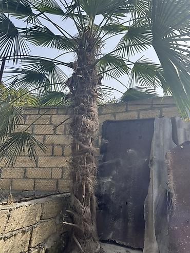 Растения: Trachycarpus fortunei (Vindi palması) – iri ölçülü dekorativ palma - — 2