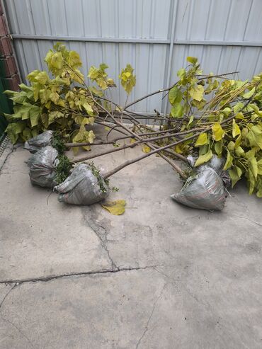 Декоративные деревья: Саженцы деревьев: Туи — 14