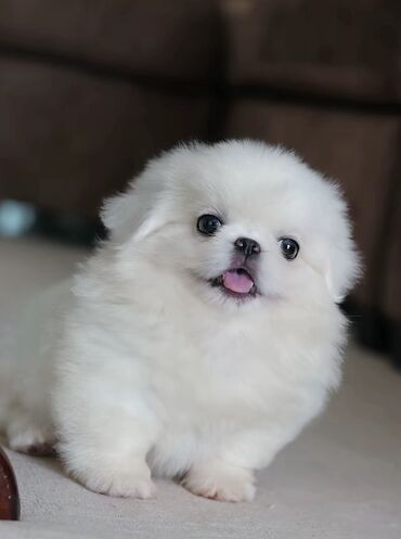 алабай в добрые руки: Pekines, 2 ay, Ünvandan götürmə