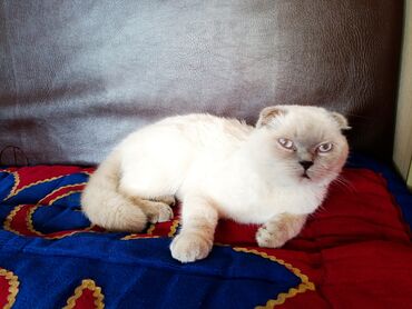 британец золотая шиншилла цена: Скотиш Фолд (Шотландская вислоухая), 1 год, Мальчик, Белый, Приучена к лотку, Проглистована, С прививками