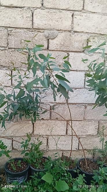 beryoza ağacı azerbaycan dilinde: Eukalipt fidanları (qara plastik dibçəklərdə) - Növ: Eucalyptus — 2