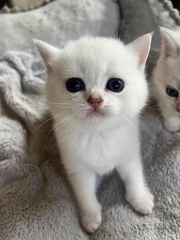 Pişiklər: Yaxşı əllərə — 10