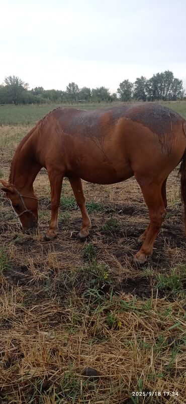 Лошади, кони: Продаю | Кобыла (самка) | Дончак | Для разведения — 5