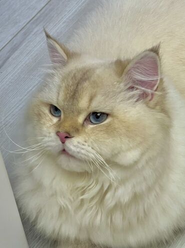 Pişiklər: Britan, Erkək, Cütləşmə üçün — 5