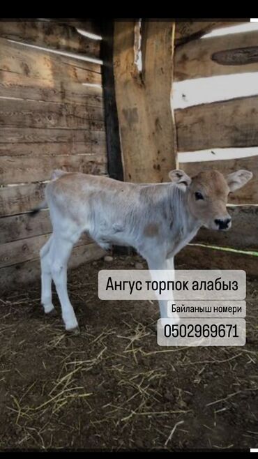 торпок сатам: Ангус торпок алабыз 3-4-5 айлык 55000