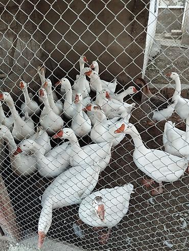 simental disi buzagi: Məhsul: Ağ qaz sürüsü Təsvir: - Şəkillərdə böyük sayda ağ rəngli ev — 1