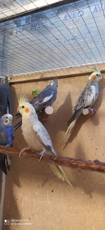 Tutuquşları: Diqqet quslarin altinin ve yerinin temizliyine fikir verin — 15