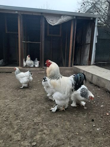 tovuz quşu satışı: Layt brama toyuqlarının satışı