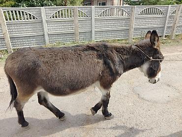 Продам с/х животных: Осёл рабочий - Вид: домашний осёл (Equus asinus) - Масть — 2