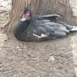 Ördəklər: Ördəklər — 11