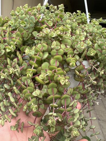 Xalçalar: Xalça -da lalafo.az — 3 Xalçalar: Xalça — 3