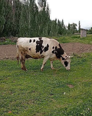 выгул: Продаю | Корова (самка) | Голштин | Для молока — 6