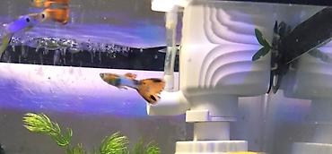 Аквариумы: Рыбки гуппи подростки — 6