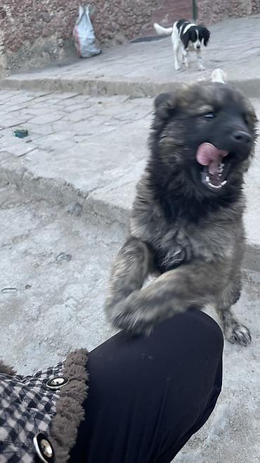 Продажа собак: Щенок метиса 3 месяца (пушистая шерсть «соболь», тёмная маска) — 4