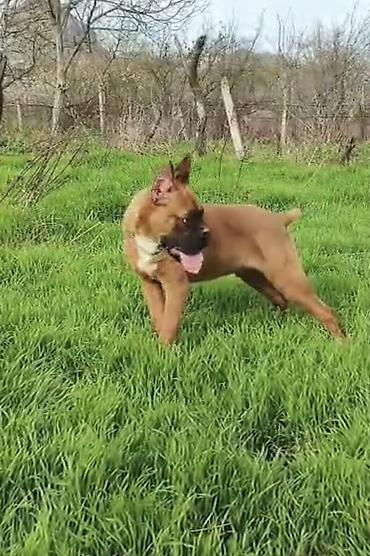 İtlər: Bokser -da lalafo.az — 8 İtlər: Bokser — 8