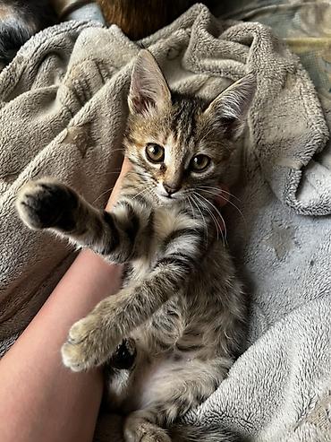 котятя: 🐱 Отдам котят в добрые руки! Ищем любящих и ответственных хозяев для — 1
