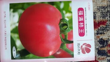 купить рассаду помидор в бишкеке: Семена и саженцы Помидоров, Самовывоз