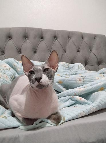 отдам котят бишкек: Сфинкс, 10 месяцев, Мальчик — 1