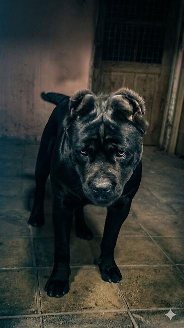 cane corso yavru: Kane-Korso, 1 il, Erkək, Sənədli — 6