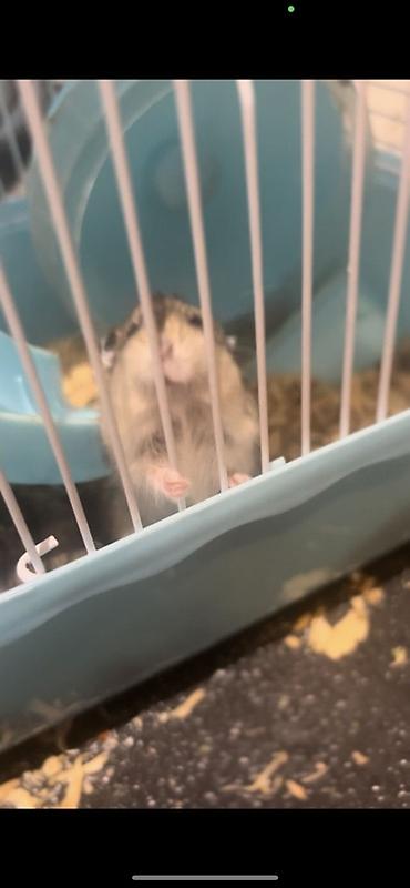 ev itləri balaca: 7 Hamster + qəfəs dəsti - Növbənöv xırda gəmirici üçün uyğun hamster — 8