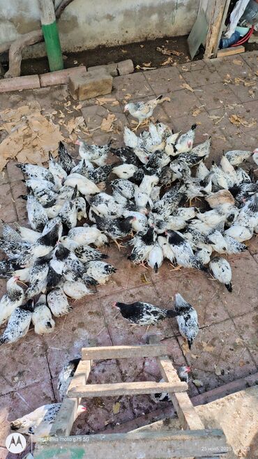 Cücələr: Toyuq cücələri, Damazlıq — 1