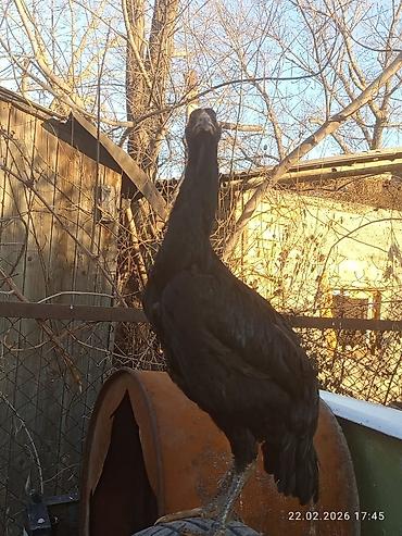 Куры, петухи: Продаю | Петух | Для разведения — 17