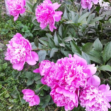 Садовые цветы и кустарники: Саженцы цветка: Флоксы — 11