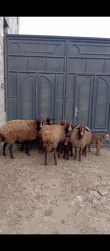 Qoyunlar, qoçlar: Salam ünvan Bakıin maştağa kendi obşi 8 baş heyvanlar 3 baş ana bala 2 — 1