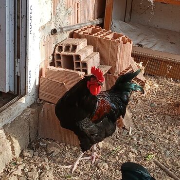 Xoruzlar: Sort xoruzlardır qarışıqda var sortlarda var 10 aylıqdı. Real almaq -da lalafo.az — 12 Xoruzlar: Sort xoruzlardır qarışıqda var sortlarda var 10 aylıqdı. Real almaq — 12