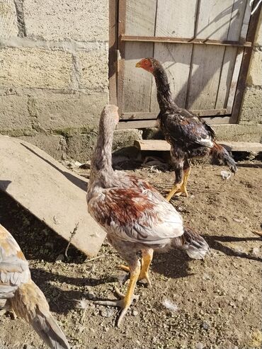 Xoruzlar: Xoruz, il: <1 — 5