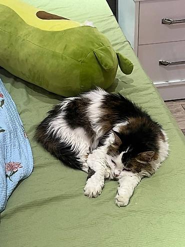 манчкин кот цена: Кошка даром: Манчкин, 4 месяца, Девочка — 4
