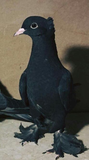 голуби бакинцы: Куплю голубей играющих самцов самак