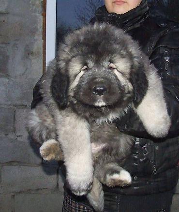 pitbul satilir: Qafqaz çoban iti, 2 ay, Erkək, Sənədli, Pulsuz çatdırılma — 2