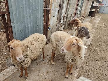 Qoyunlar, qoçlar: Dişi, il: 2 — 3