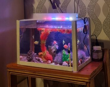 akvariumlar: Dördbucaq akvarium, Balıqlarla birlikdə, 70 l, Ödənişli çatdırılma