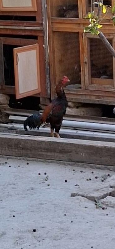 beca xoruz: Məhsul: Qırma cins xoruz (idman tipli, uzun ayaqlı) Xüsusiyyətlər: - — 2