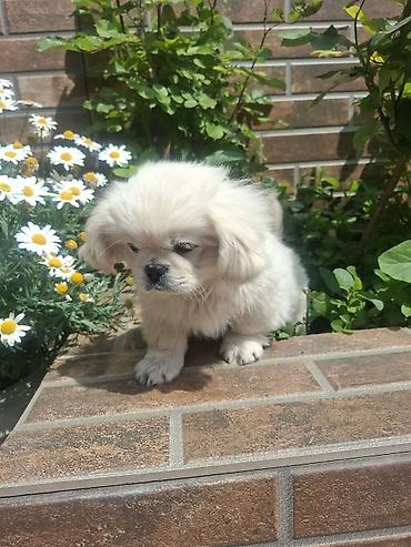 İtlər: Pekines, 3 ay, Erkek, Peyvəndli, Pulsuz çatdırılma — 7