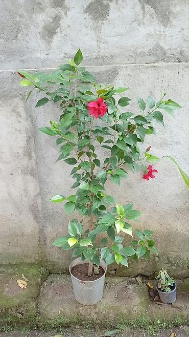 sultan darağı gülü: Məhsul: Qızılgül hibiskus (Hibiscus rosa-sinensis), qırmızı-çəhrayı — 2