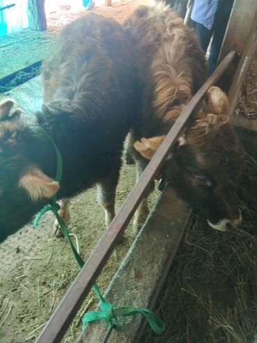 Коровы, быки: Продаю | Тёлка | Алатауская, Полукровка | Для разведения | После отела — 11