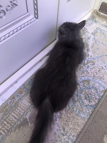 серая кошка: Кошка даром: Американский кёрл, 1 год, Девочка — 1