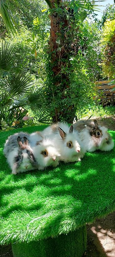 angora pişik: Angora tipli dekorativ dovşanlar - Uzun, yumşaq və tüklü yun örtüyü — 1