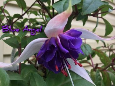 Другие комнатные растения: Продаю Детки!!! (укорененные черенки)сортовых,комнатных фуксий!Цена — 5