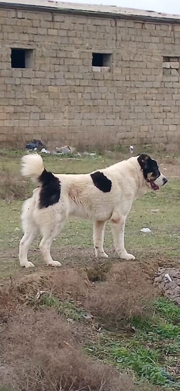 İtlər: Alabay, 1 il, Dişi, Peyvəndli — 9