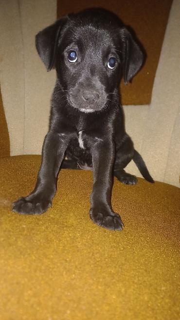 pitbul itləri: Pitbul, 2 ay, Dişi — 1