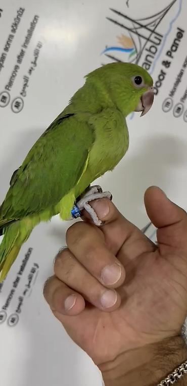 irşad electronics tovuz: Ojrelvi Bala 2 ayliqdi hele yeme tam duwmeyib wpirisle yemleyirem — 2