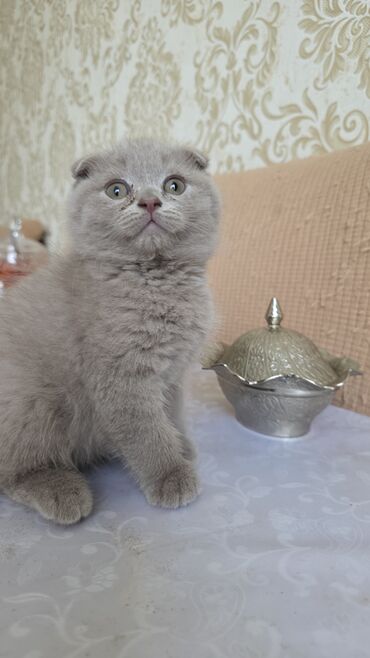 şotlant pişik: Шотладская вислоухая, В добрые руки