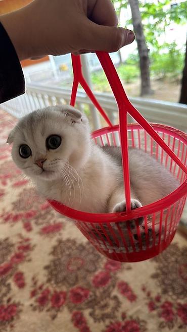 сколько стоит шиншилла маленькая: Шотландская вислоухая кошка (Scottish Fold), окрас серебристая — 2