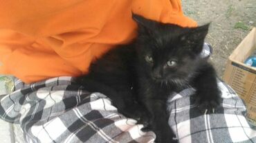котёнок в оше: Чёрный котёнок с белым воротничком и белым пятнышком на животе. Месяц